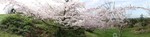 FloweringCherries1.jpg