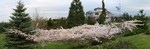 FloweringCherries3.jpg