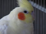 Featherhead1.jpg