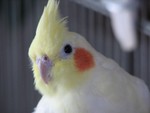 Featherhead2.jpg