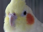 Featherhead3.jpg
