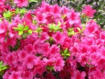 IMG_0618.JPG