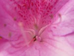 IMG_0631.JPG