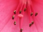 IMG_0652.JPG