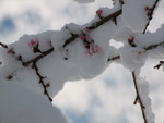 IMG_0781.JPG