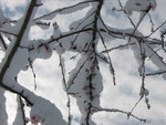 IMG_0786.JPG