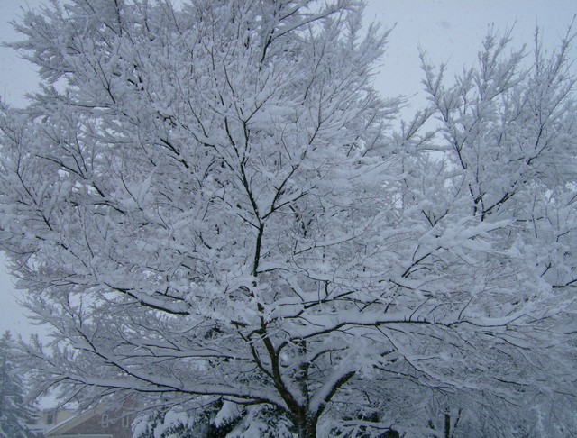 Snow tree!