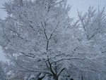 Snow tree!