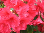 Red Rhody