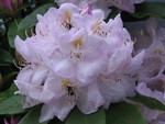 Violet Rhody