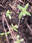 Early Sierra Mint