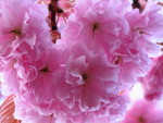SpringShots07 009.jpg