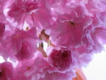 Kwazan Cherry blossums