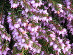 Heather
