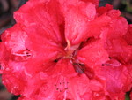 Rhodies
