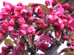 Crabapples