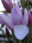Tulip Tree