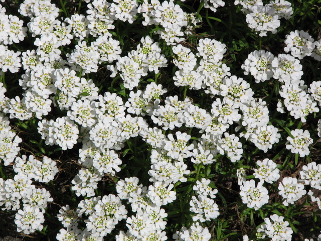 SpringShots07 025.jpg