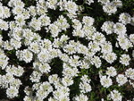 SpringShots07 025.jpg