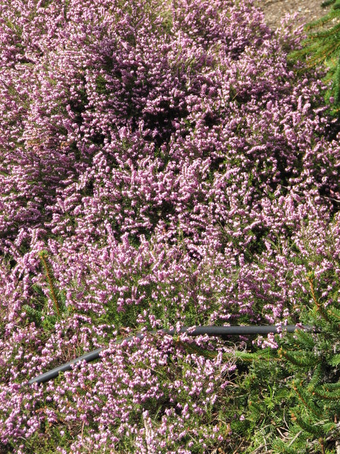 SpringShots07 026.jpg