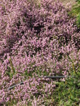 SpringShots07 026.jpg