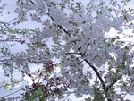 SpringShots07 036.jpg