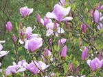 SpringShots07 045.jpg