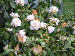 SpringShots07 047.jpg