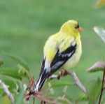 Gold Finch