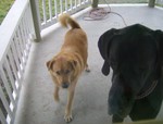 These are Abbey's dogs. They're cute.