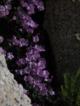 IMG_0515.JPG