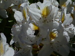 P1000901.JPG