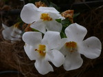 P1000910.JPG