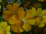 P1000911.JPG