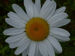 P1000919.JPG