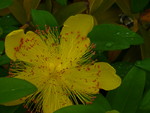 P1000925.JPG