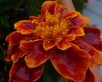P1000935.JPG